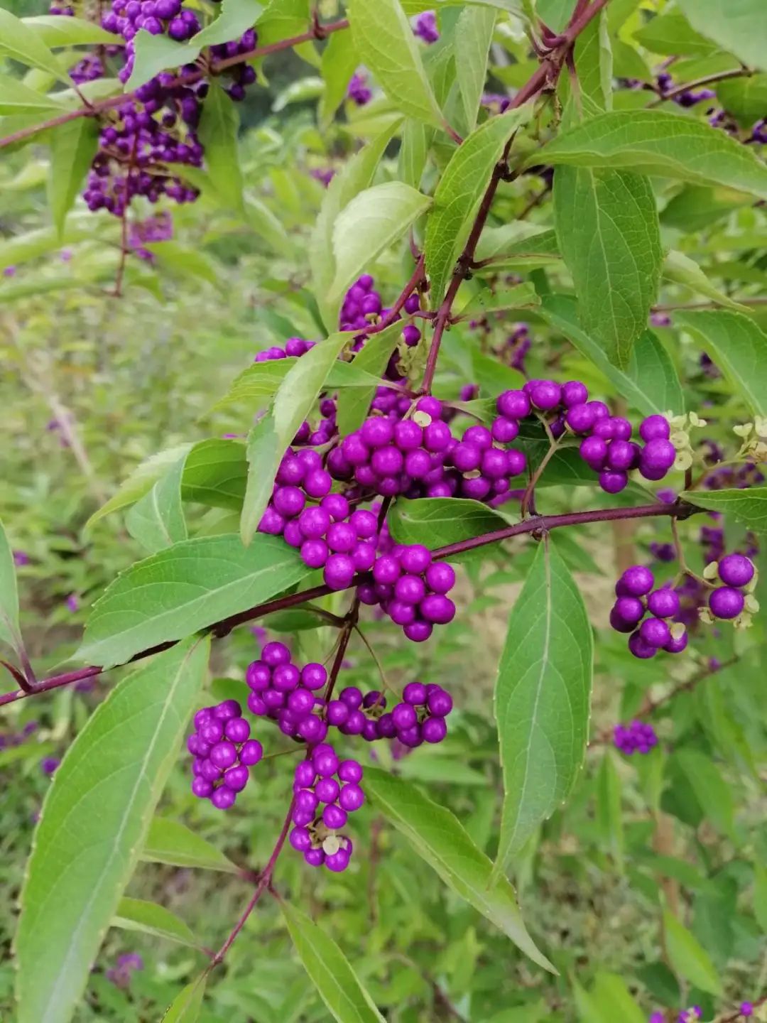 养了8年的小白菜，杆子成老桩，开花竟然这么美