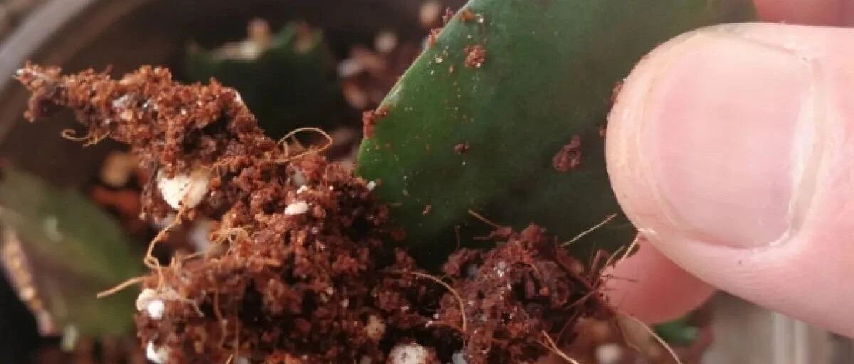 冬天扦插，100％成活，秘密武器就是…