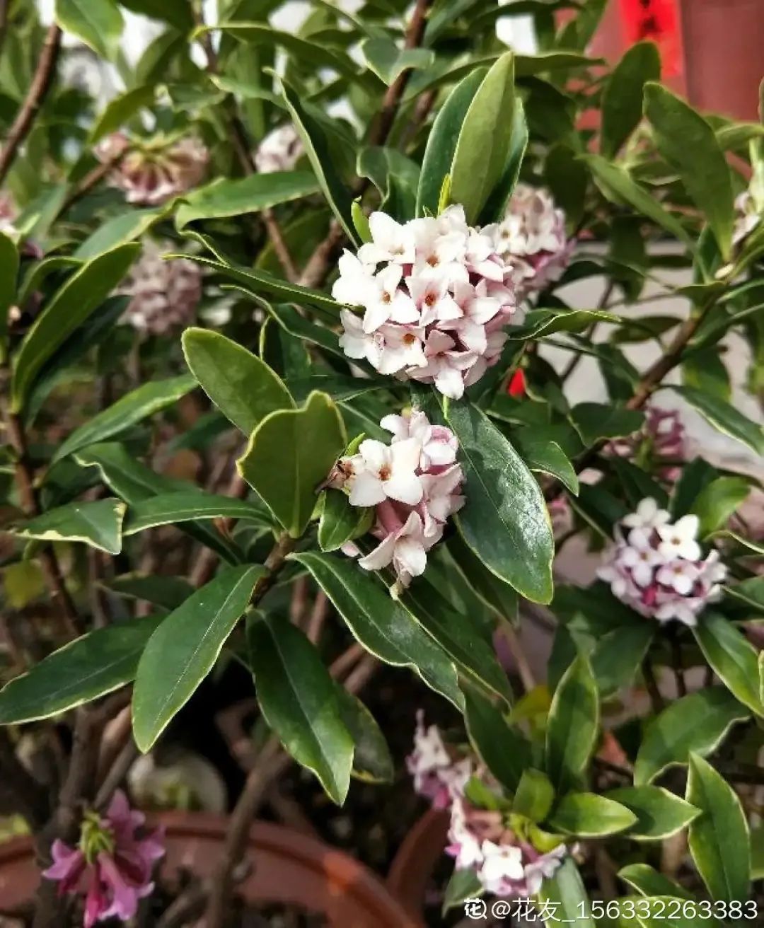 祥瑞12月必买的吉祥花带金边开紫花吉祥高照满屋飘香