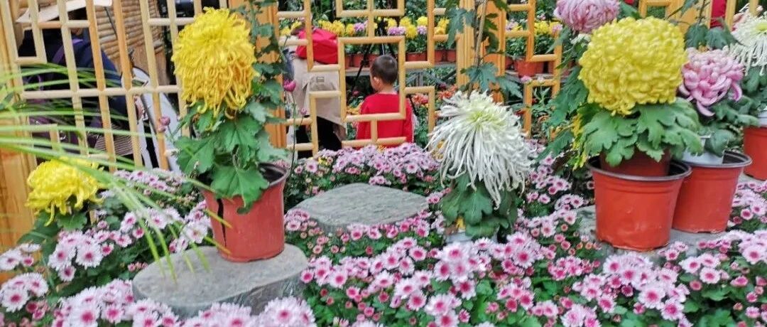 国庆逛花市，最好看的一盆，能养30年！