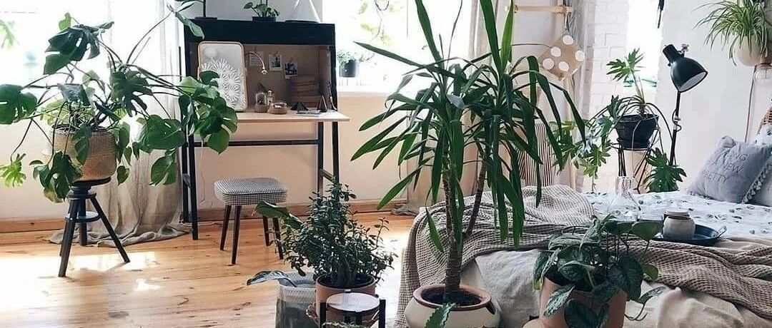 中毒、失眠…这花千万别养卧室，身体危害大！