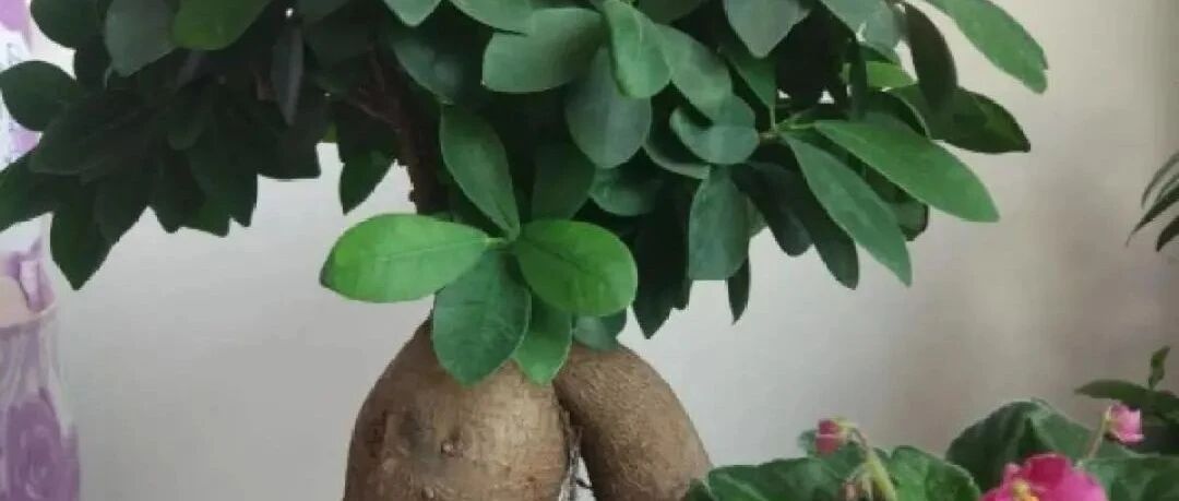 8种镇宅辟邪花，守家保平安，旺人又旺宅！