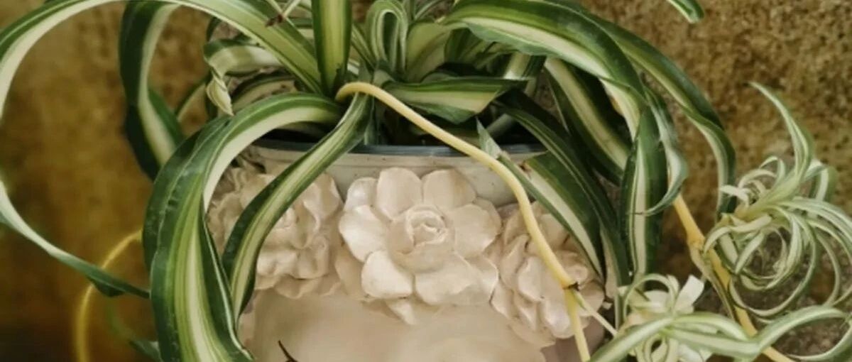 这种花盆，又贵又难用，一养花就死掉