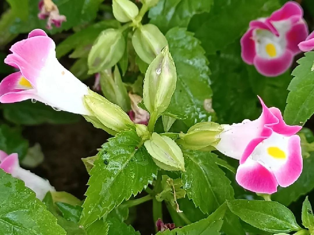 一次性的花，秋天開完就扔了，別浪費時間！ 家居 第33張