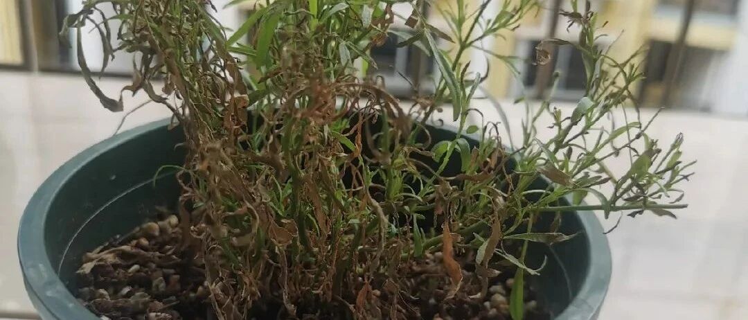 一次性的花，秋天开完就扔了，别浪费时间！