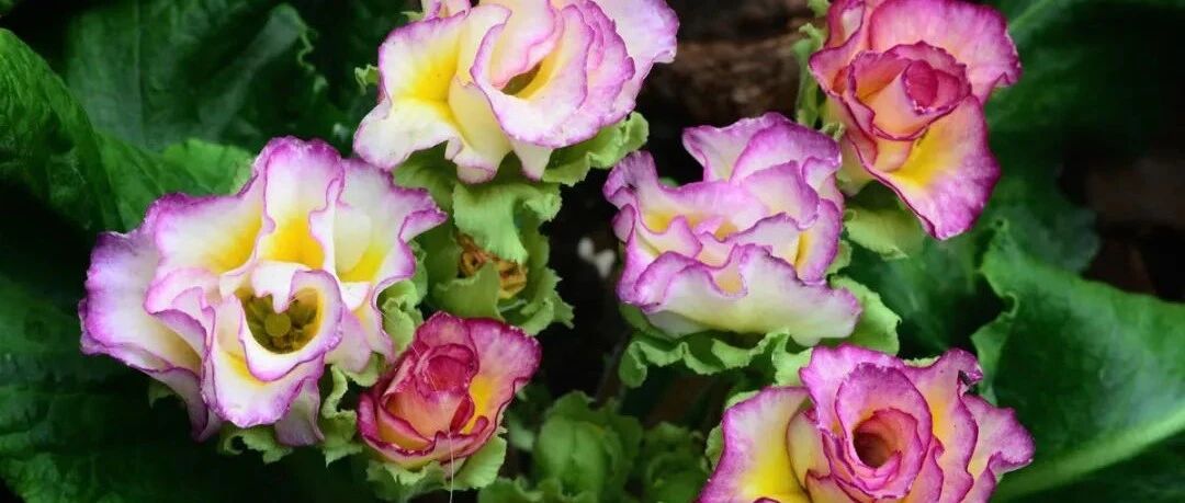 8种花，年年买，年年死，今年可别当冤大头