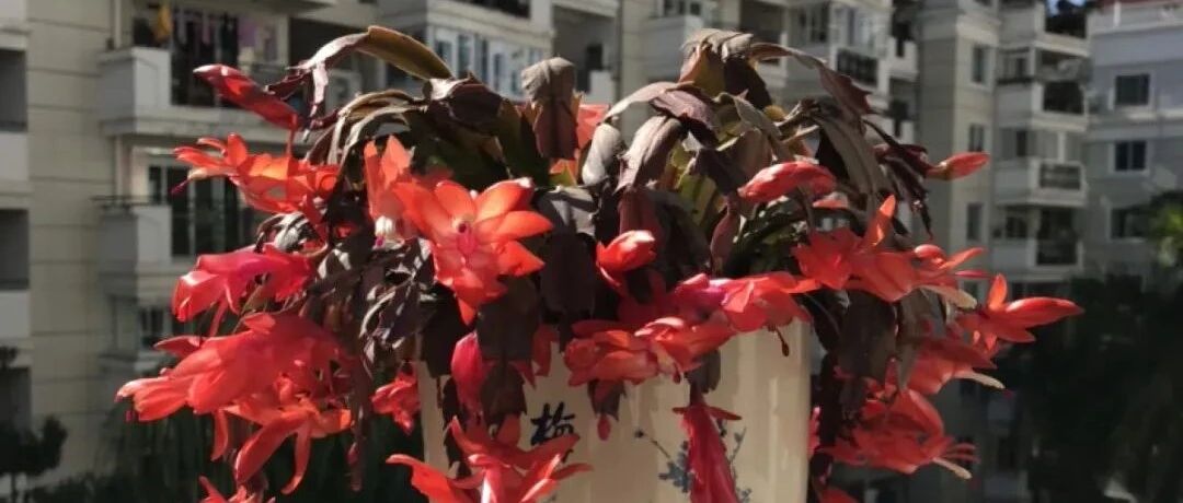 这花“重口味”，按时给它喝点废油，叶子猛长，花量翻倍