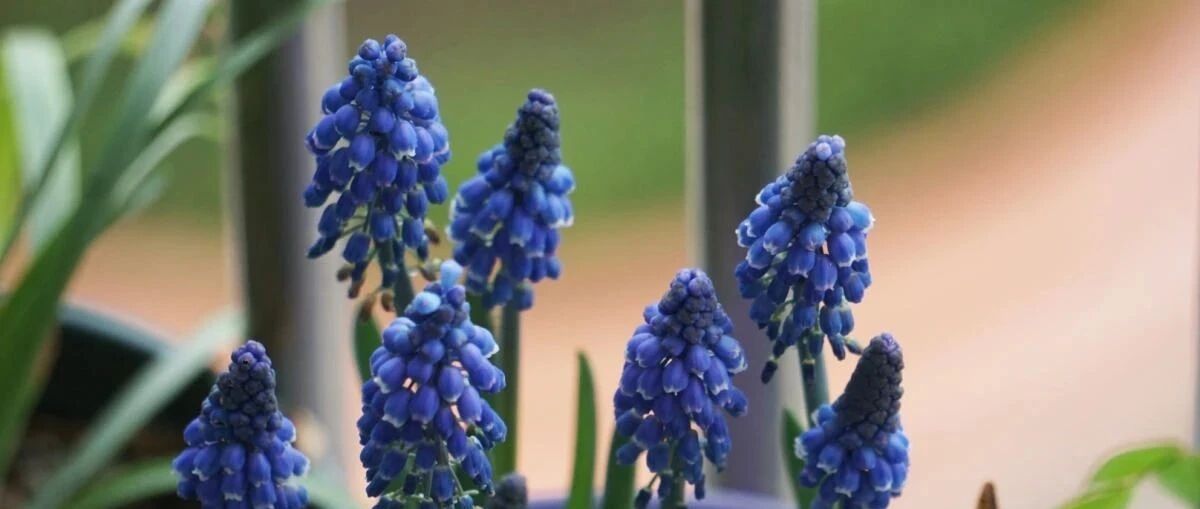 不怕冻的种球花，越冷越开花，扔土里就活！