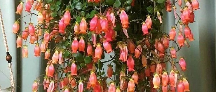 这花吊起来就疯长，1个月窜1米，长成花窗帘！