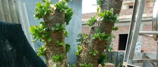 3月给花剃光头，新芽呼呼冒，1年变老桩！