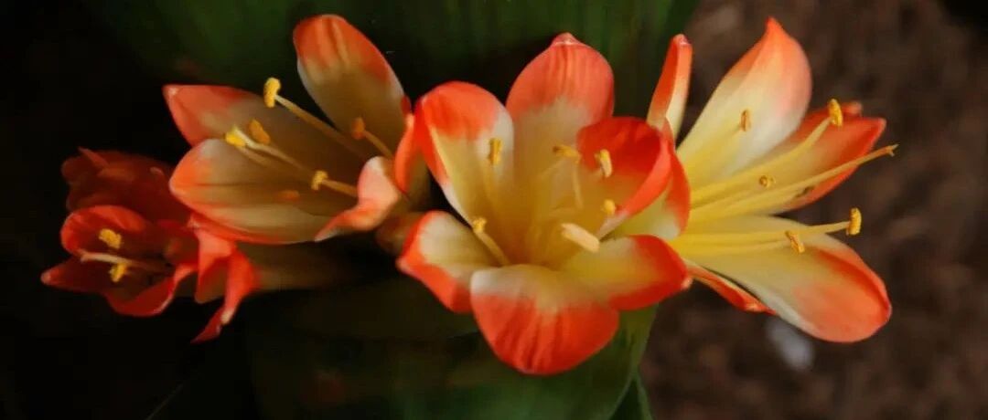 再穷也要养盆它，风水好、开花美，养人又养家！