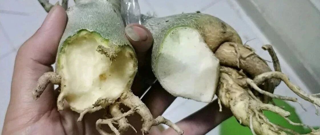 管住手！这花天冷少浇水，旱着养才保险！