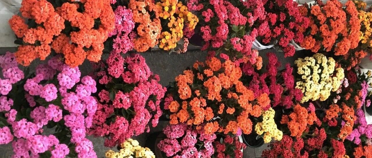 长寿花超全大养护，养爆盆的秘密，全在这里