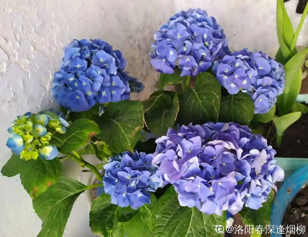 完美 养这5种花 实现切花自由 不用别人送 养花大全 微信公众号文章