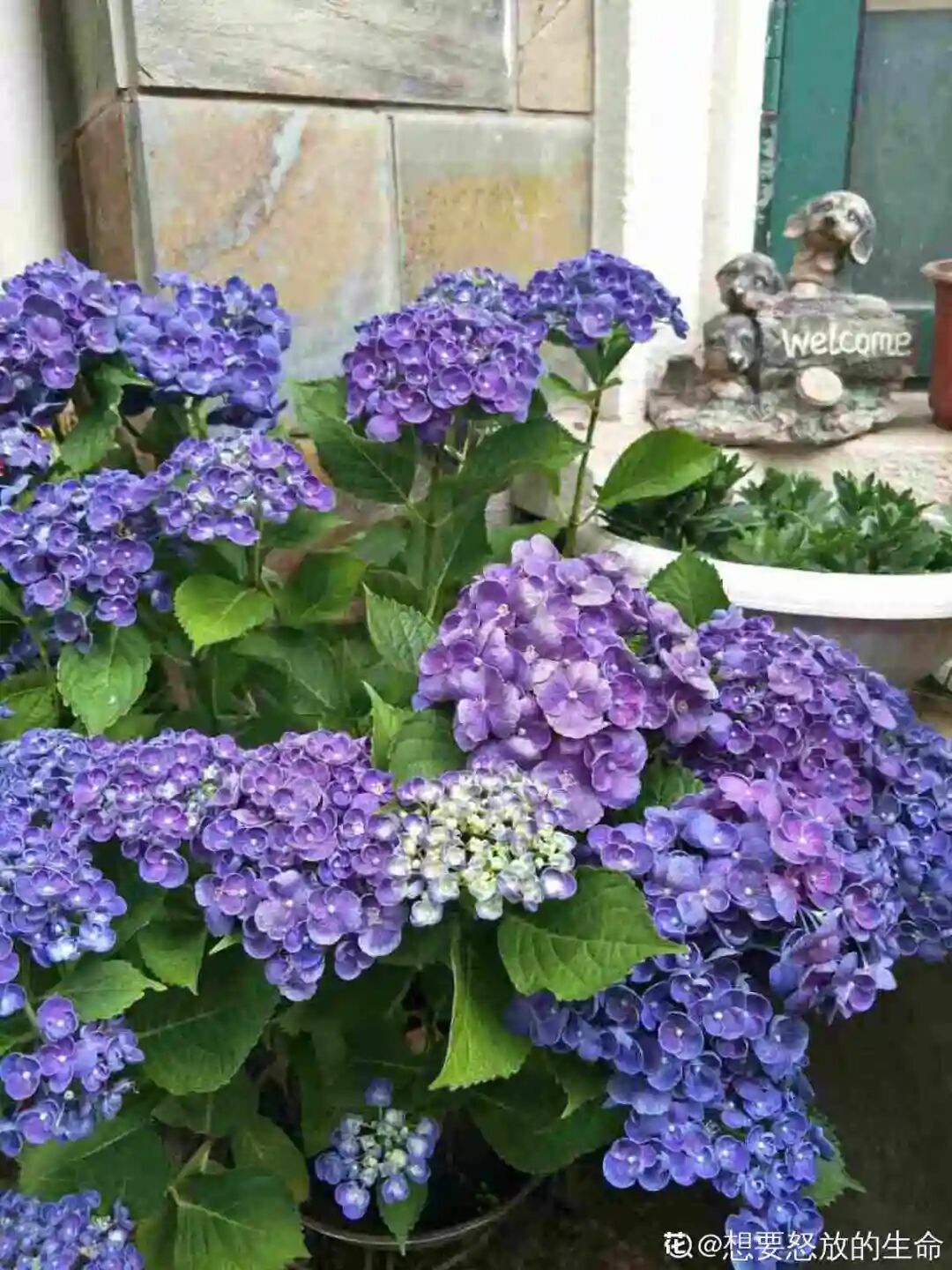 完美 养这5种花 实现切花自由 不用别人送 养花大全 微信公众号文章