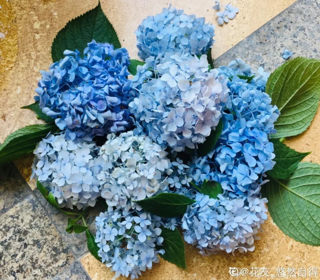 完美 养这5种花 实现切花自由 不用别人送 养花大全 微信公众号文章