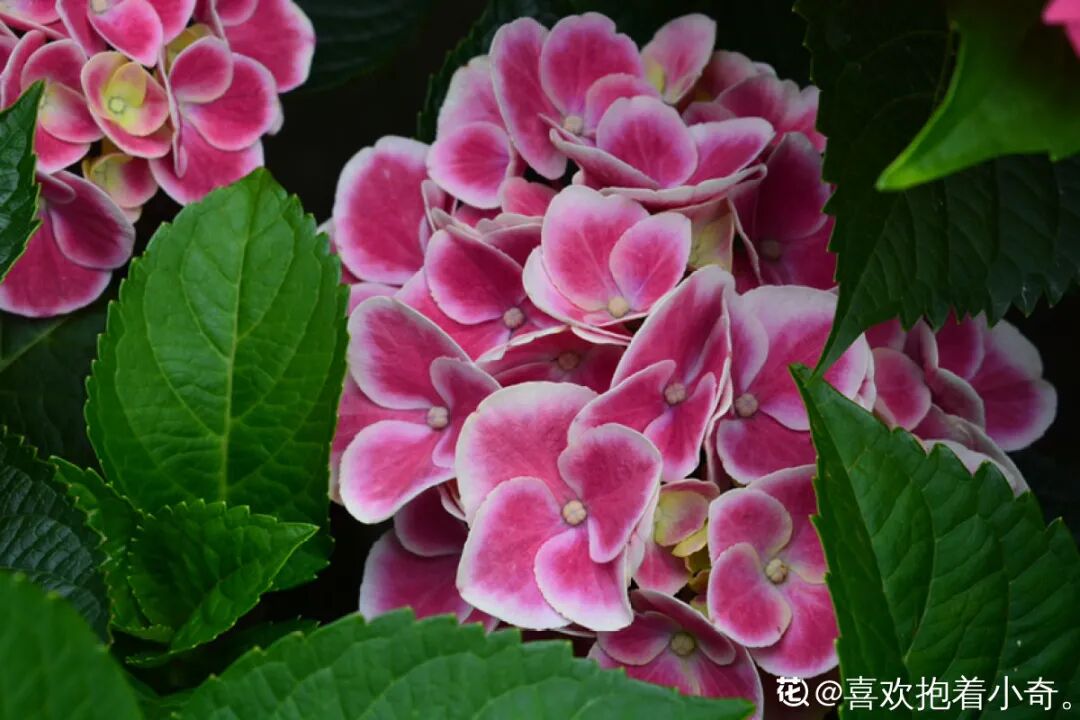 完美 养这5种花 实现切花自由 不用别人送 养花大全 微信公众号文章