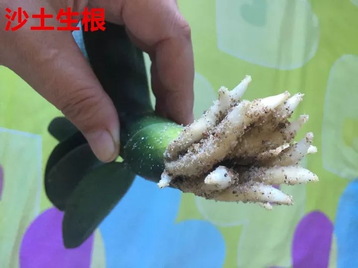 8種花換盆，換好了生一堆，換錯立馬死！ 家居 第55張