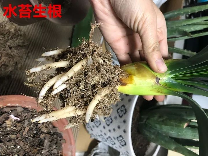 8種花換盆，換好了生一堆，換錯立馬死！ 家居 第56張