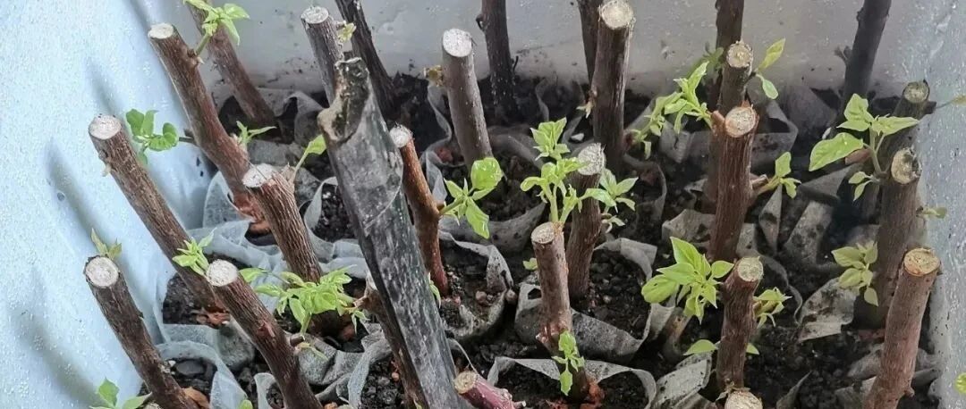 18种花，现在扦插最好活，100％生根！