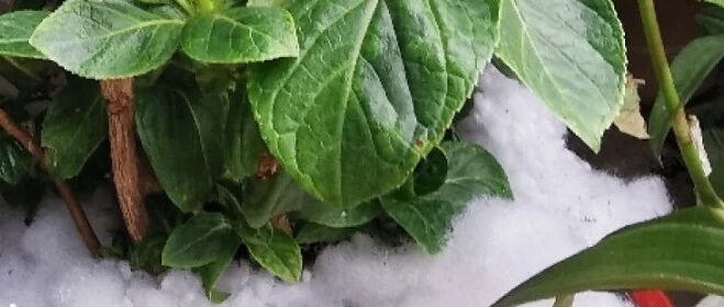 花盆上捂“棉花”，满盆都是大粗芽，花苞挡不住了