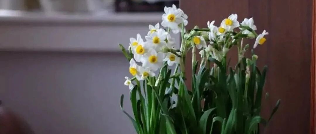 这花放错位置，摆一盆“挂”一盆，再用心养也白瞎！