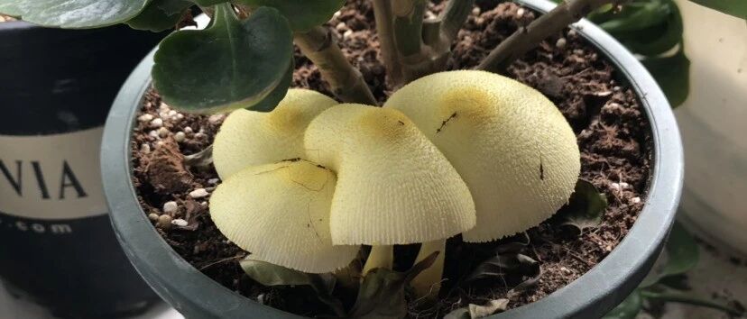 花盆里有这个，抓紧换盆，否则变成大祸害！