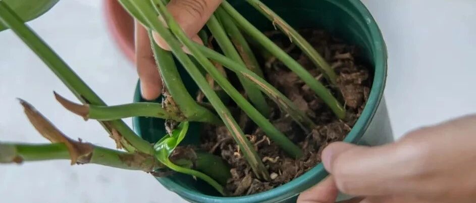 花盆里出现这个，抓紧换盆，否则越养越差劲