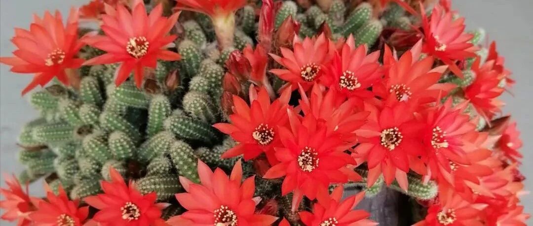 养到烦人的花，盆都不够用，只能扔掉了