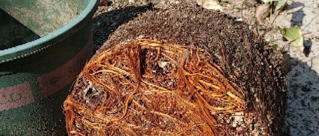 9种花是富贵命，必须大盆养，小盆会憋死