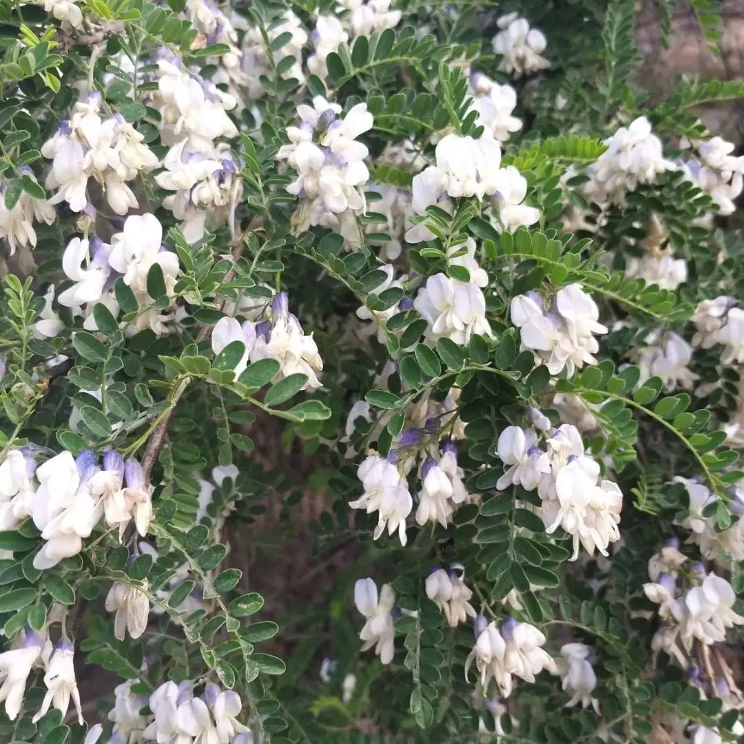 香飘飘的花 吃一口满嘴花香 再不吃就没了 柠檬资讯