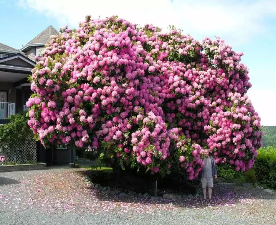 北方耐寒观赏花树(花期长又耐寒的花树)