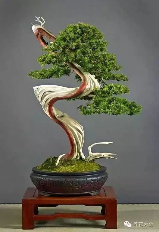 禪意 一枝一杆一盆栽 簡單到極致的盆景也可以價值百萬 養花大全 微文庫