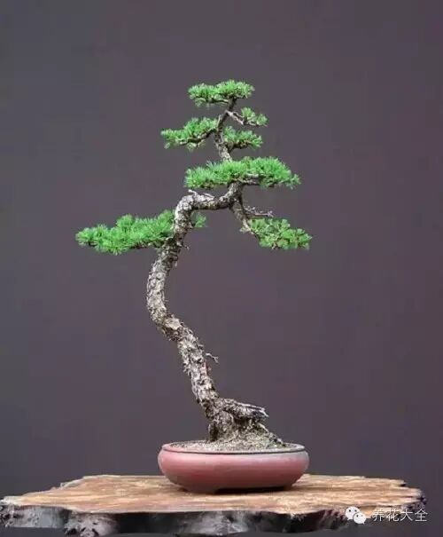 禪意 一枝一杆一盆栽 簡單到極致的盆景也可以價值百萬 養花大全 微文庫