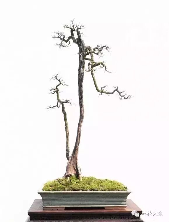 禪意 一枝一杆一盆栽 簡單到極致的盆景也可以價值百萬 養花大全 微文庫