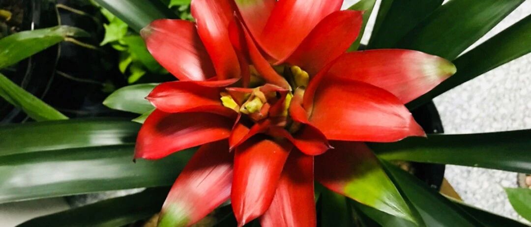 花期超长的花，1盆开半年，果然名不虚传