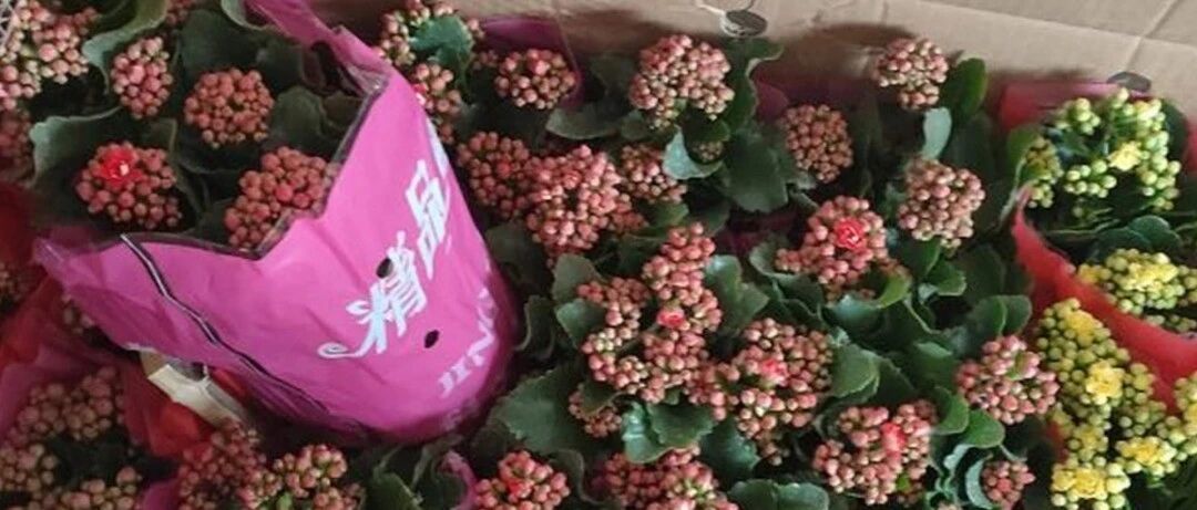 “短命”年宵花，买一盆枯一盆，太心疼