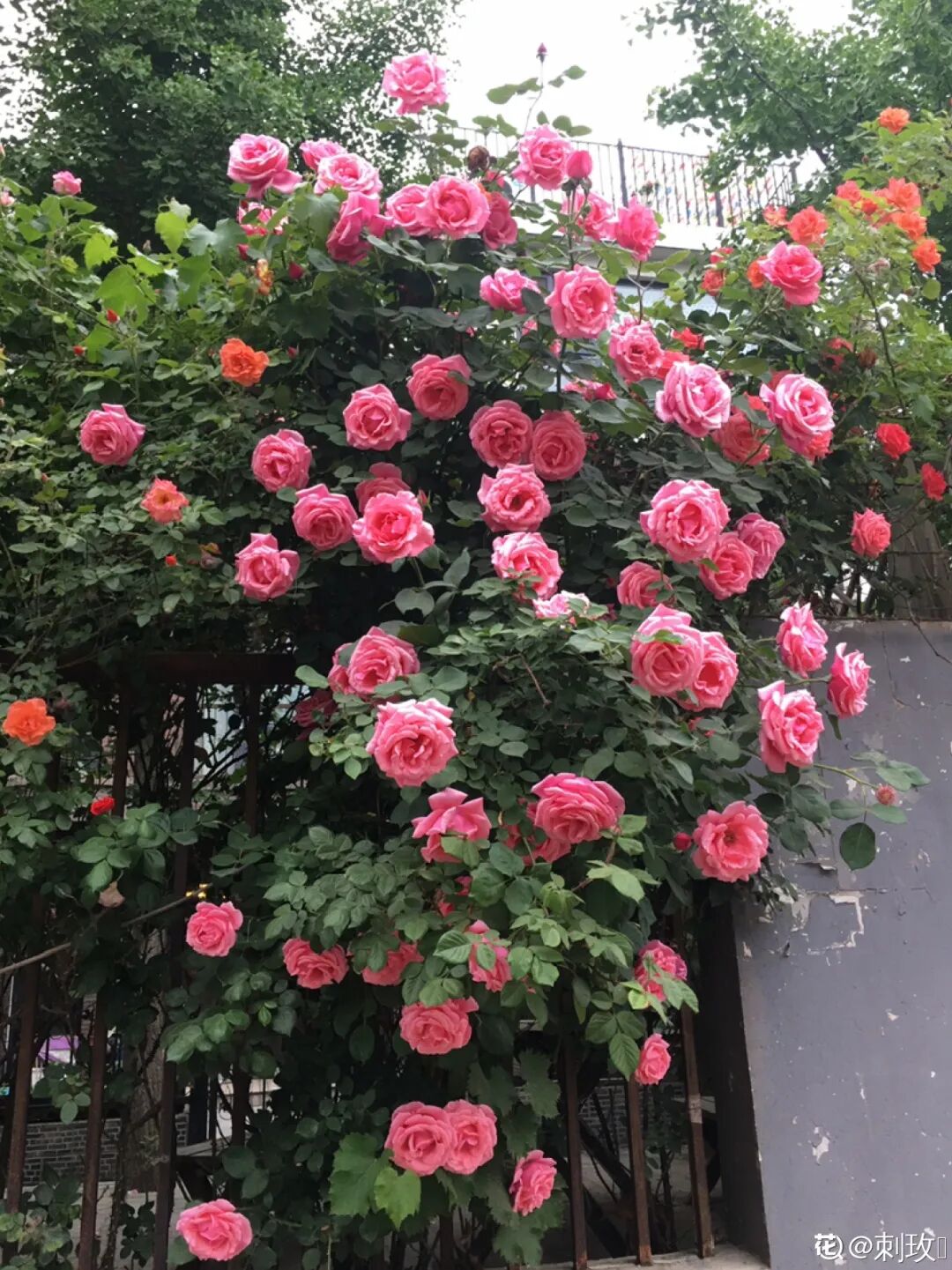 有个这样的院子 哪儿也不想去 守着它地老天荒 柠檬资讯