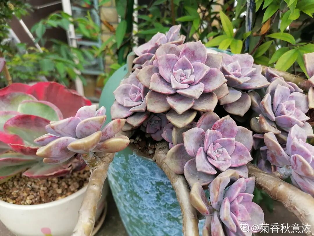 厉害 这种多肉太好养 夏天不遮阳 不挡雨 照样蹭蹭长 养花大全 微信公众号文章 微小领
