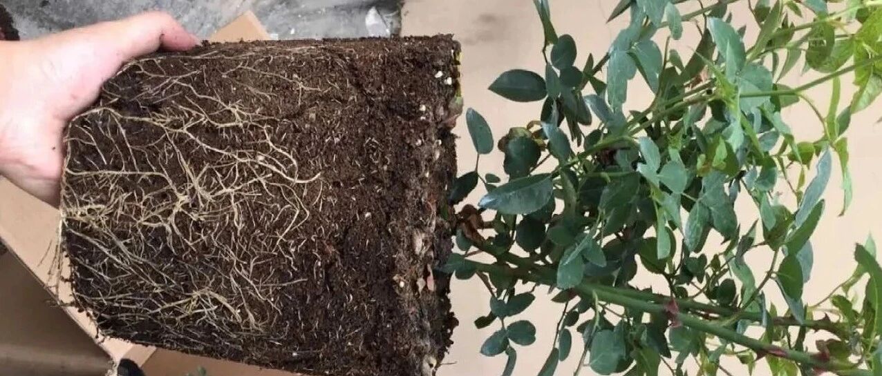 花盆里有它，必须立马换盆，否则越养越差劲