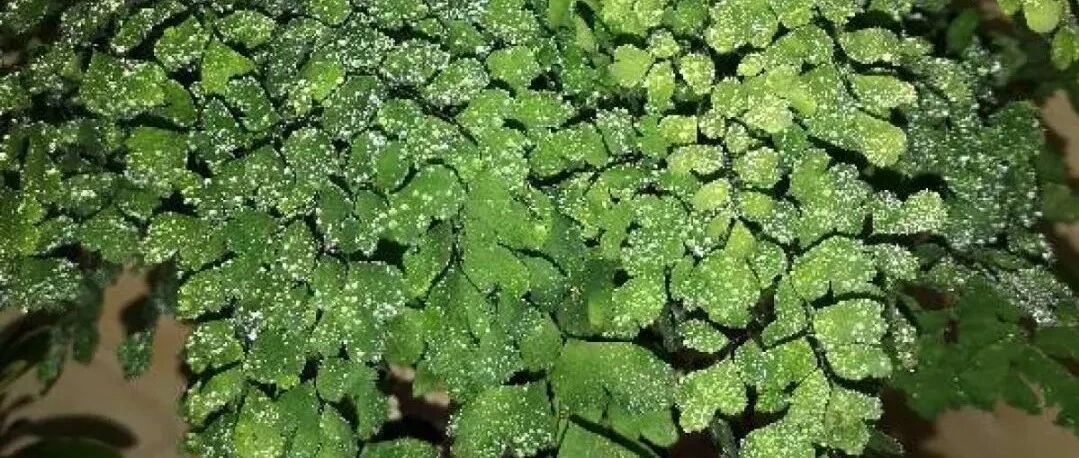 这种花，卧室不能养，一盆也不行！