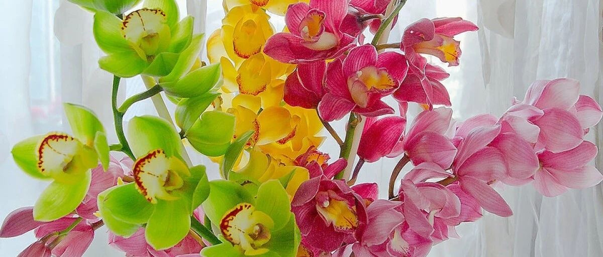 “虎花进宅，镇家旺财”，虎年养虎花，财神爷来你家！