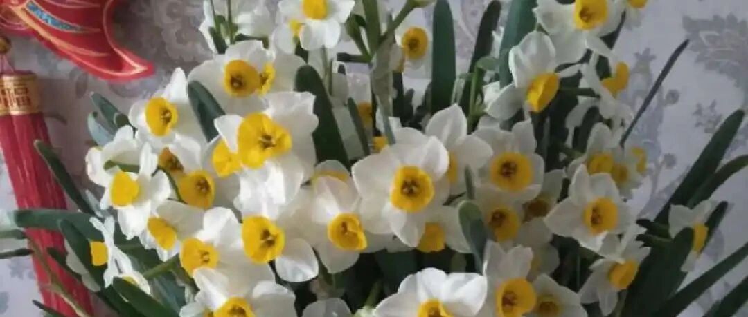 “这花卧室放，花旺人不旺”，老祖宗的良言，大有道理！