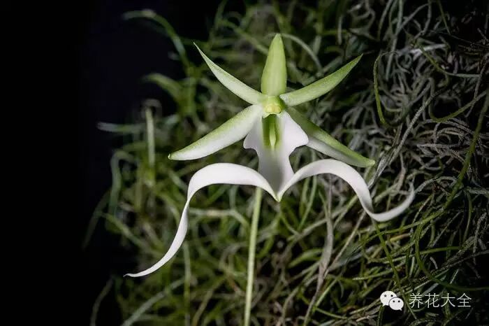 震撼|世界上最稀有的9种花,看1次少1次了!