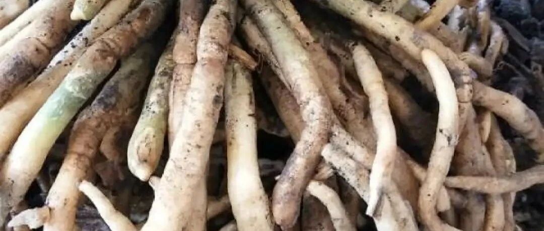 秋天给花吃点它，冒出满盆面条根，盆都被撑破了！