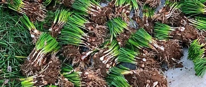 这花像头“老母猪”，种一棵，生一窝，没地方养，谁要拿走……