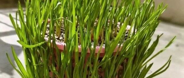 垃圾桶种大蒜，1桶能种几百个，全家一年吃不完！