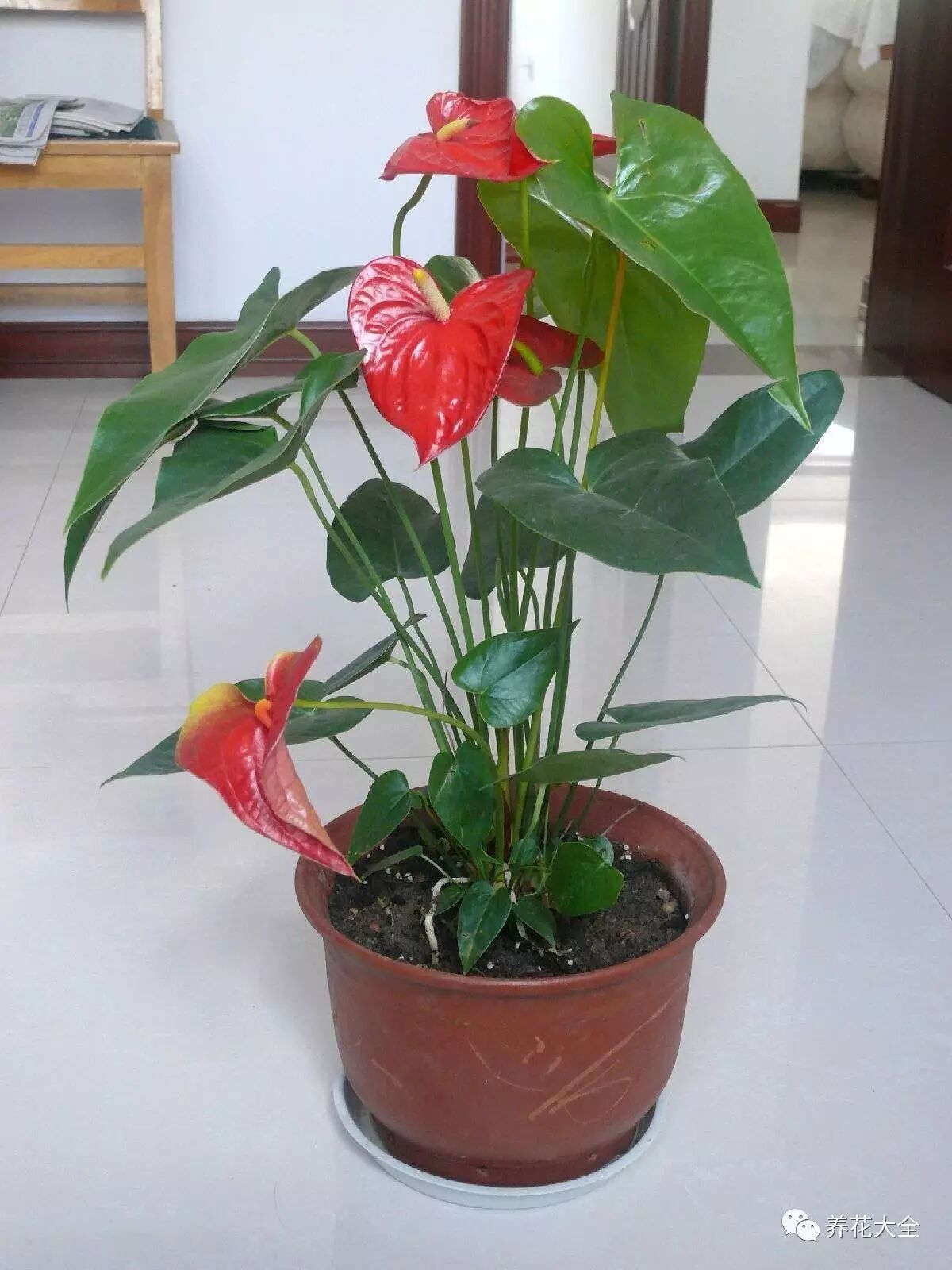 火鹤怎么养(火鹤怎么养,有黄叶子怎么办?