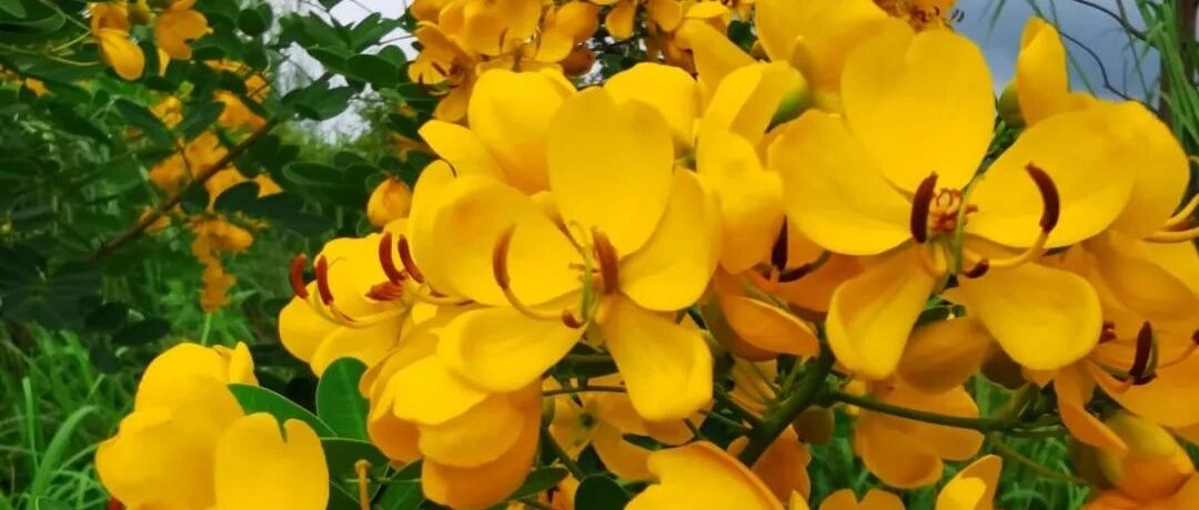 10月最美的花，开花一直到明年，你喜欢哪一个？