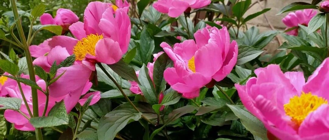 秋天养的花，耐阴又耐寒，冬天不怕冷